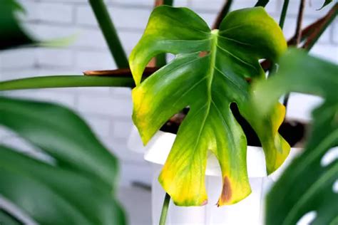 Monstera Leaves Turning Yellow: 5 Fixes that Work